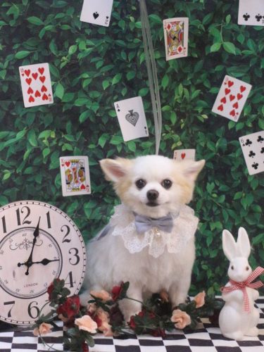 20250429ラテくん